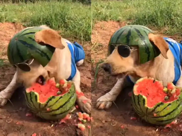 Watch: Video Of This Dog Eating Watermelon Caused A Stir On The Internet, People Said - If It Was Swag | Watch : ਤਰਬੂਜ਼ ਖਾਣ ਵਾਲੇ ਇਸ ਕੁੱਤੇ ਦੀ ਵੀਡੀਓ ਨੇ ਇੰਟਰਨੈੱਟ 'ਤੇ ਮਚਾਇਆ ਧਮਾਲ, ਲੋਕਾਂ ਨੇ ਕਿਹਾ