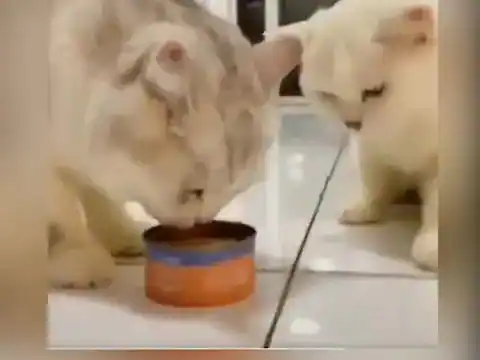 Two Cats Sharing Food With Eachother Cute Video Viral On Social Media