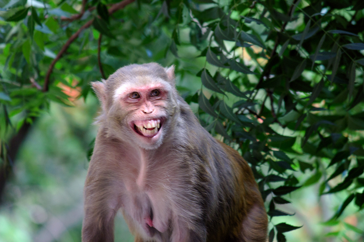 Pakistan authorities hand over ‘Indian’ monkey to street performer
